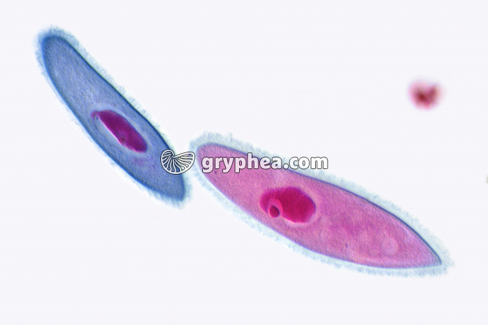 Paramécies avec noyau et cils vibratiles x 100 - gryphea.com